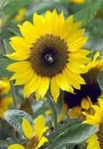 Требуется надежный украинский поставщик гранул из лузги подсолнечника грн.0