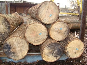 Куплю бук, дуб, граб, ясень грн.0