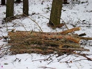 Техсырье - 170 грн.куб. (сосна). грн.0