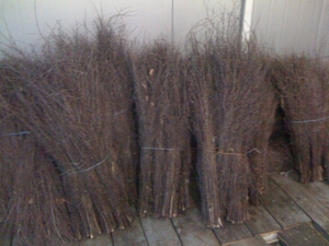 Метлы березовые   грн.0