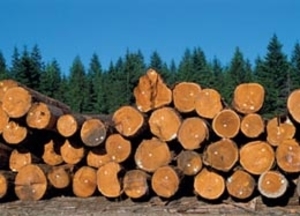 Закупаем кругляк сосны в больших объемах грн.0