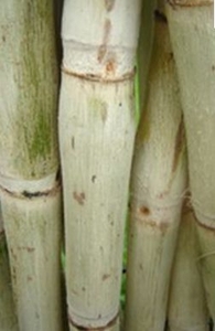 Биотопливо второго поколения будут производить датская компания "Novozymes" и бразильская "Petrobras"  ##f_price|CURR_SIGN##