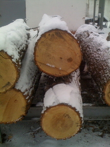 Продам дуб кругляк свежепил диаметр от 24 и выше грн.0