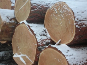 Лес круглый - Лиственница Сибирская (бревно в коре) грн.0