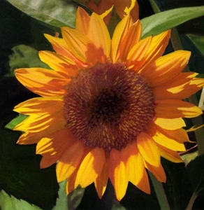 Куплю пелет из шелухи подсолнечника грн.0