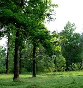 Лесное хозяйство Украины: состояние и перспективы ##f_price|CURR_SIGN##