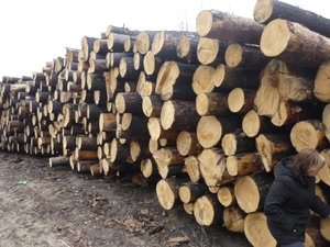 Рудстойка, кругляк погорельник грн.0