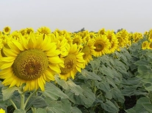 Высокоолеиновый подсолнечник: как его едят? ##f_price|CURR_SIGN##