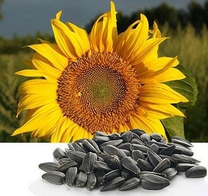 Пеллететы из лузги подсолнечника - альтернативное топливо для Украины ##f_price|CURR_SIGN##