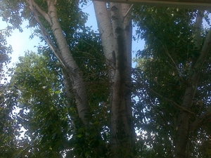 Лес кругляк пиловочник ольха, тополь грн.