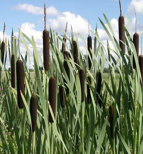 Купим рогоз. Куплю рогоз. Механизированная уборка. грн.0