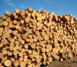 Купим пиловочник - кругляк, сосна, диаметр от 18 см грн.0