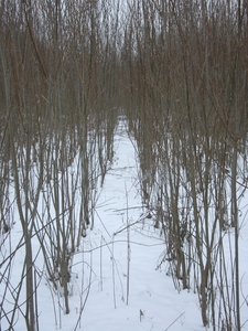 Садженці верби енергетичної швидкоростучої грн.0