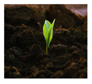 Продам торф верховой, переходной, низинный грн.0