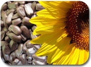 Украинский рынок масличных культур в 2011 ##f_price|CURR_SIGN##