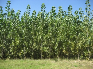 Энергетические плантации быстрорастущих видов растений грн.0