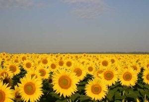 Украина наращивает экспорт подсолнечника и подсолнечного масла ##f_price|CURR_SIGN##