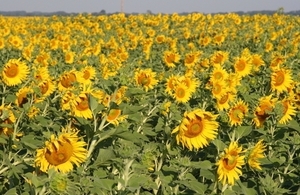 Рынок подсолнечного масла в Украине: прогнозы на следующий сезон ##f_price|CURR_SIGN##