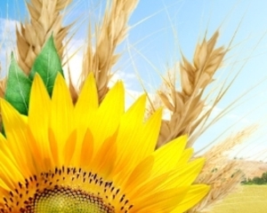 Компания Агротон развивает сельское хозяйство Украины ##f_price|CURR_SIGN##