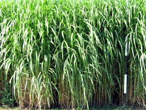 Энегретические растения ##f_price|CURR_SIGN##