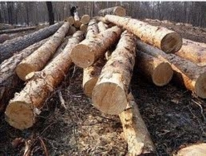 Продам лесоматериалы с документами грн.0