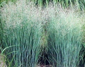 В Чернобыле планируют выращивать энергетические культуры ##f_price|CURR_SIGN##