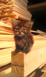 Фабрика постоянно покупает заготовку для производства поддонов грн.0