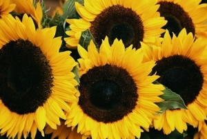 Рынок лузги подсолнечнка на Украине ##f_price|CURR_SIGN##