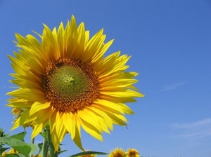 Украина бьет новые рекорды по сбору подсолнечника, однако его все равно не хватает ##f_price|CURR_SIGN##