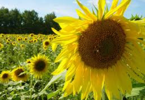 Основные способы утилизации подсолнечной лузги ##f_price|CURR_SIGN##