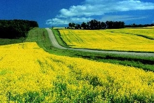 Пользуется ли спросом украинский рапс? ##f_price|CURR_SIGN##