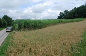 Самые популярные биотопливные культуры ##f_price|CURR_SIGN##