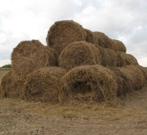 Садики и школы Одессы могут перевести на отопление соломой ##f_price|CURR_SIGN##