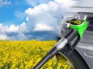 В Украине сахарная свекла пойдет на производство биотоплива ##f_price|CURR_SIGN##