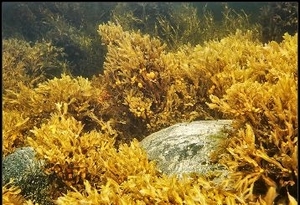 Ученые из США могут совершить фурор в биоэнергетике ##f_price|CURR_SIGN##