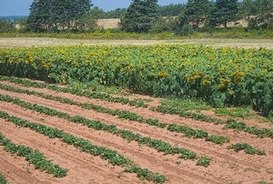 В Украине планируется пересеять 31% озимых масличных культур ##f_price|CURR_SIGN##