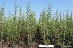 Высаживаем плантации энергетической вербы грн.0