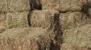 Продам солому в тюках грн.0