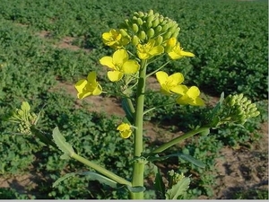 В Украине майская жара и сухость уничтожили  около 40% посевов озимого рапса ##f_price|CURR_SIGN##