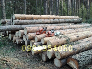 Продам кругляк сосна, береза грн.0