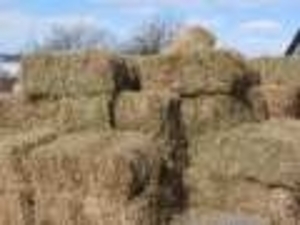 Продам солому в тюках 10-12 кг. грн.0