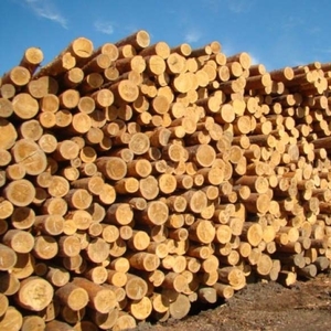 Продам лес .Кругляк (сосна) 1-2 сорт грн.0