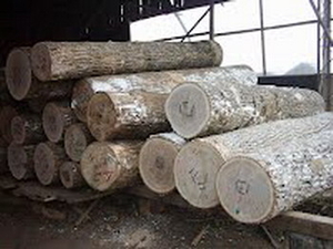 Купим кругляк тополя грн.0