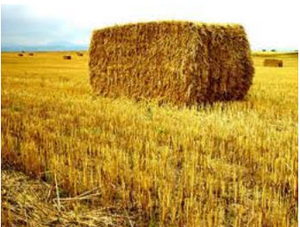 Продам солому ячменную в тюках грн.0