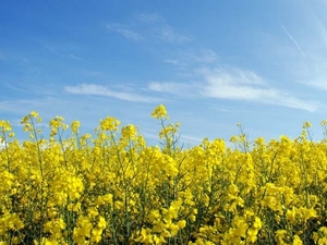 Вместо семян рапса Украина будет вынуждена экспортировать рапсовое масло ##f_price|CURR_SIGN##