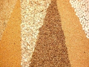 Спад производства масличных культур в мире ##f_price|CURR_SIGN##