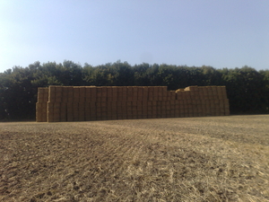 Солома пшенична 2012 року грн.0