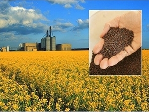 Ассоциация "Укролия" призывает ввести ограничения на экспорт рапса ##f_price|CURR_SIGN##