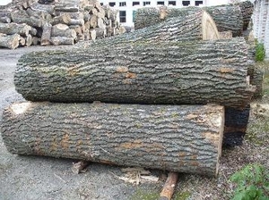 Продаем тополь кругляк грн.0