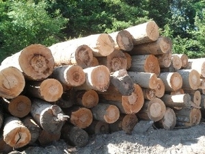 Доска необрезная дуб, бук, ясень, граб, ольха, осина грн.0